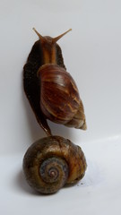 snail, with a white background