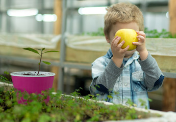 organic food. child growing organic food in greenhouse. small boy eat only organic food. organic food industry for healthy life. good eating.