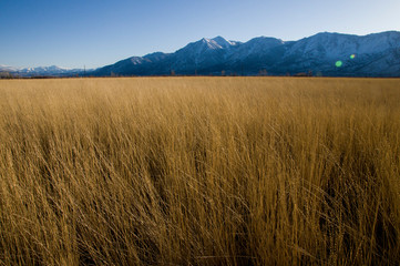 yellow grass landscape