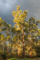 Sundrenched eucalyptus trees against a dark moody sky.