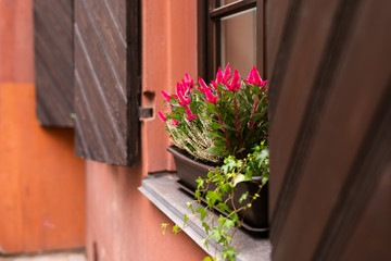 Flowers on the window in old town. Lithuania, Vilnius