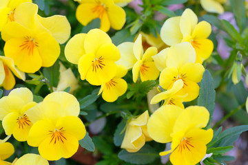 満開のパンジーの花