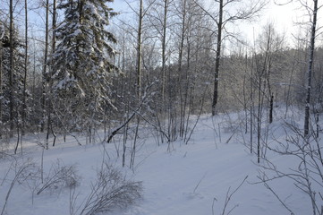 лесной лес в снегу