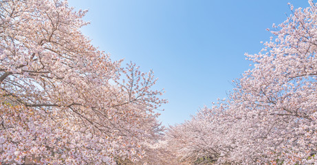 満開の桜