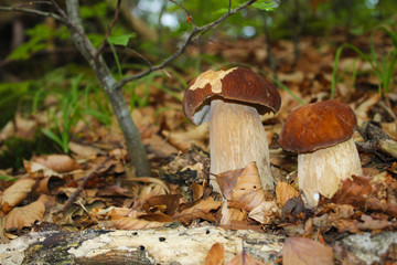 Fototapeta premium Two little boletus edulis in wood