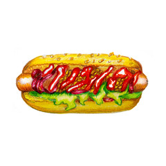 Hot dog illustration color pensil sketch sausage ketchup bread, street food and fast food