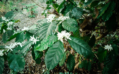 Coffee trees and coffee flowers on a green leaf background