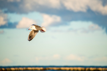 black headed gull flying deep over the Baltic sea