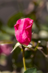 Bud of a pink rose on a blurred background close-up