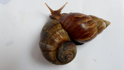 snail, with a white background