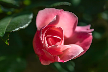 Top view of the head of a pink rose flower on a blurred background close-up