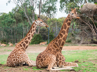 Two Rothschilds giraffes sitting in rest on a grassy plain