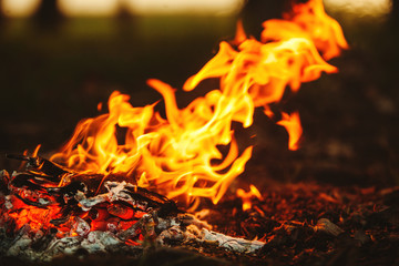 Close-up image of small bonfire in the forest.