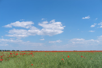 Fototapeta na wymiar Agricultural landscape in Ukraine