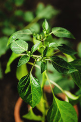 Close-up vertical image of juicy chili leaves on a dark background.