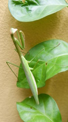 the grasshopper perched on the wall of the house