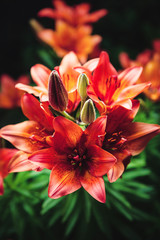 Macro image of red growing lilies in garden, close-up photo.