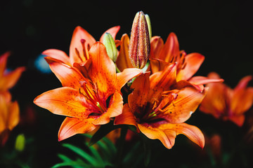 Close-up image of beautiful red blooming lilies on black background.