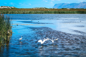 Scenic landscape of Rondevlei Nature Reserve with little Egret birds flying over a swamp lake in Cape Town, South Africa