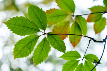 Autumn landscape. The beginning of autumn. Leaves of the trees in the forest is beautiful painted in bright colors.