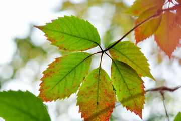 Autumn landscape. The beginning of autumn. Leaves of the trees in the forest is beautiful painted in bright colors.