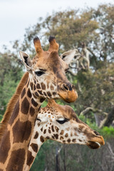 Portrait of two Rothschilds giraffes