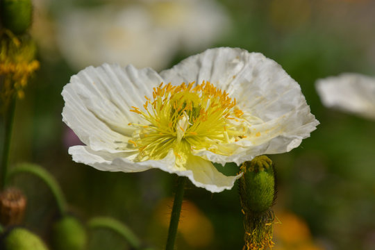 weisse Mohnblume - Arctomecon merriamii