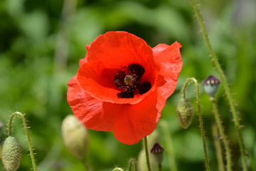 rote Mohnblume - Klatschmohn - Papaver rhoeas