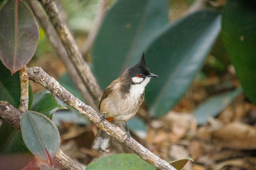 bird on a branch