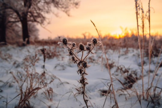 Frosted flowers in the sunset light