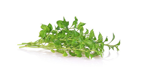 Watercress isolated on white background