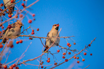 waxwing eating berries on a tree on the bright blue sky background