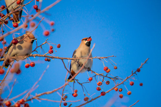 waxwing eating berries on a tree on the bright blue sky background