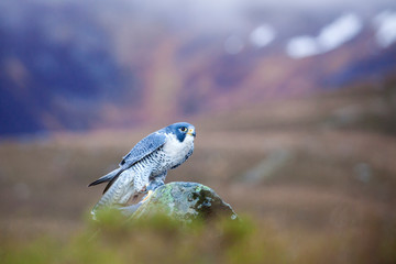 Peregrine falcon, Falco peregrinus sitting on the rock in Scotland