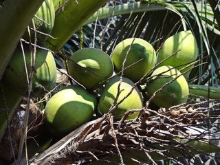 group of fresh green young coconut on top of origin coconut tree