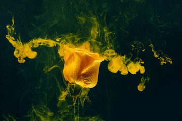 yellow rose inside water white background color acrylic underwater paint ink dye under smoke spring...