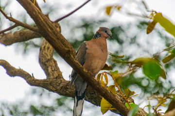 bird on a branch