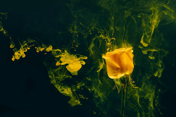 yellow rose inside water white background color acrylic underwater paint ink dye under smoke spring...
