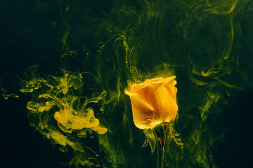 yellow rose inside water white background color acrylic underwater paint ink dye under smoke spring...