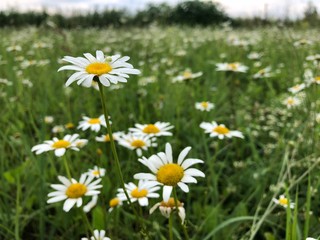 meadow daisies in a field on a summer day in the green grass