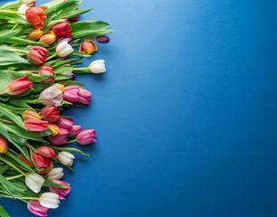 Colorful  bouquet of tulips on blue background.