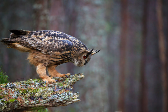 Eagle Owl, Bubo Bubo In The Forest