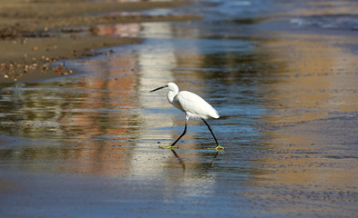 White heron on the sea
