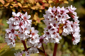 Closeup bergenia flowers in a garden