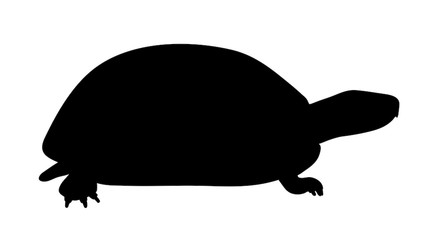 Vector silhouette of turtle on white background.