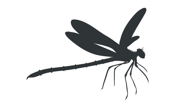 Vector silhouette of dragonfly on white background.