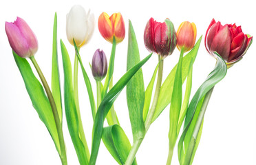 Colorful bouquet of tulips on white background.