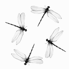 dragon fly pattern