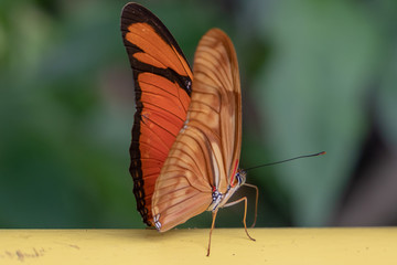 butterfly on leaf