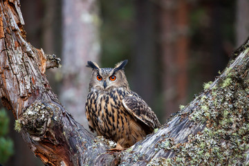 Eagle owl, bubo bubo in the forest - obrazy, fototapety, plakaty